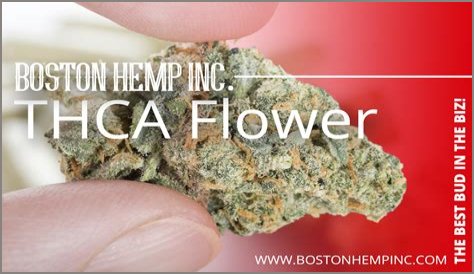 Boston Hemp Inc. Unveils Groundbreaking Exotic THCa Flower, Redefining Cannabis Experience