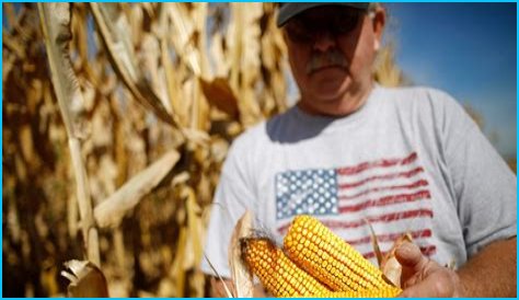 Corn Prices Jumped 142% in the Past Year Amid Increased Demand, Brazil Drought