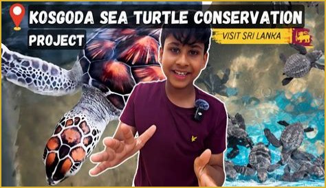 Kosgoda Sea Turtle Conservation Project Programs