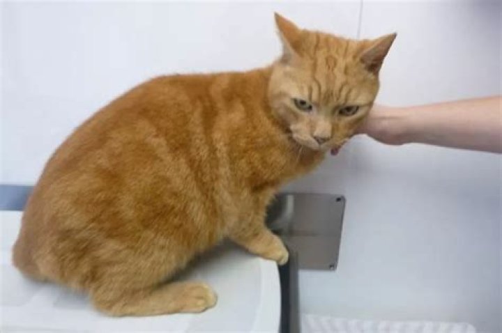 Brute strangled his cat to death with trouser cord before burying in shallow grave