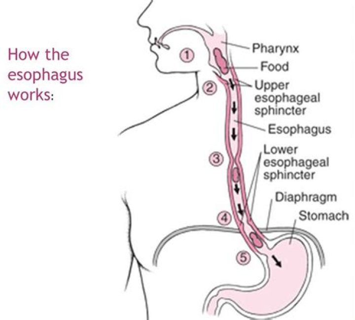 How Anxiety Causes Esophagus Problems