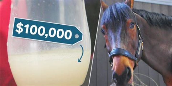 The World's Most Expensive Liquid: Horse Semen